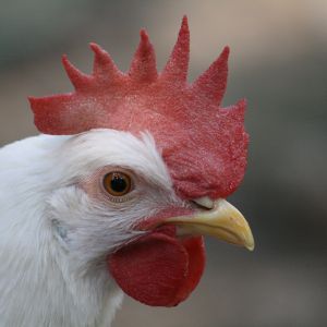 Moth, a White Leghorn.