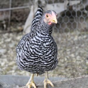 Josie! This little girl lived in the house for 2 months after being ripped open by a raccoon. She is alive and well and currently lays a small egg everyday! She is a Barred Rock, but she's the size of a Japanese bantam.