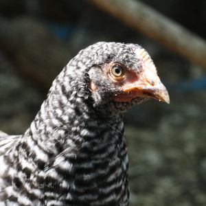 Flower, a Barred Rock.