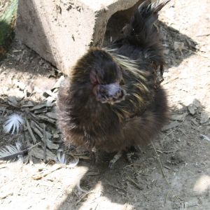 A Silkie mix I rescued.