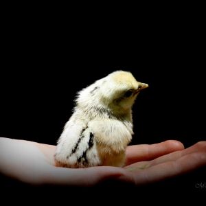 Tristar, a gorgeous Silkie mix chick.