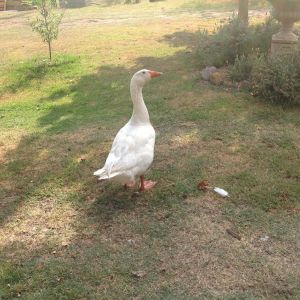 My widowed goose Leo, he now has a new bride Claire.