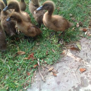 Khaki Campbell's as babies...