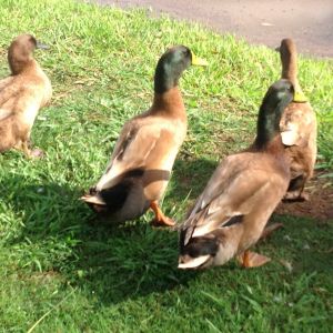 Checking out the flood-waters...