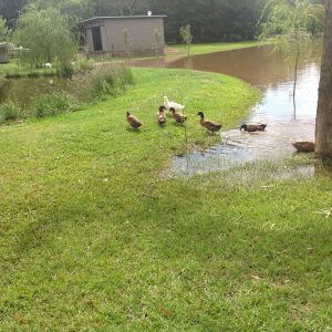 Hmmm maybe it's time to go back to our own pond...