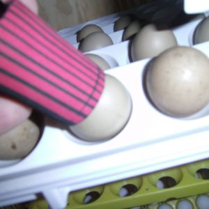 pheasant egg candling
