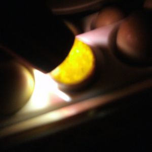 pheasant egg candling