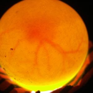 quail egg one week in incubator candling