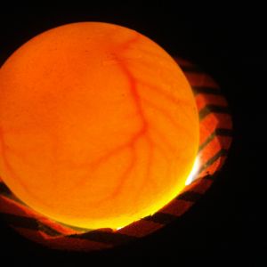 quail egg one week in incubator candling