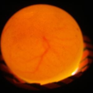 quail egg one week in incubator candling