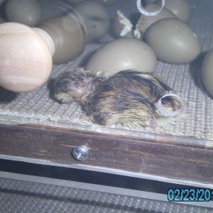 newborn ringneck pheasant