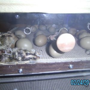 newborn ringneck pheasants