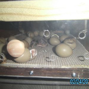 newborn ringneck pheasant