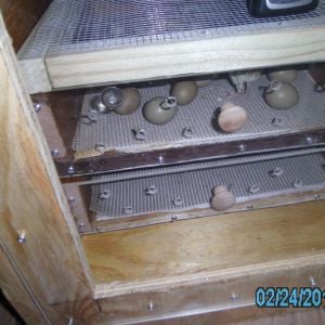 pheasant eggs in hatcher