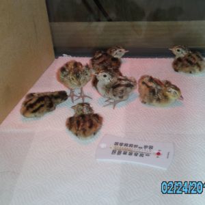 two day old ringneck pheasant chicks