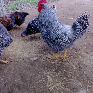 Barred Rock roster