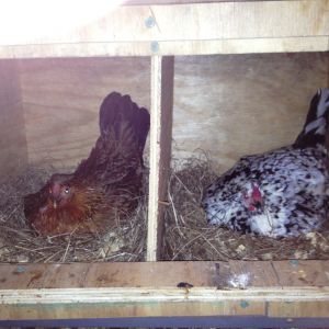 My two broody hens right now, the spotted one on the right is the mother of the tawny one (this is her first time going broody). I have eggs in the incubator because they keep swapping nests and sitting on the fake ones lol