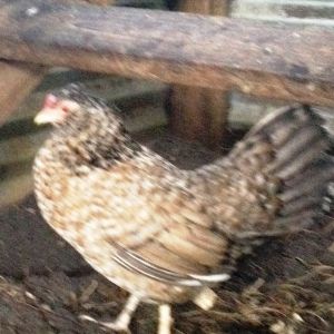 Another wild neighborhood chicken re-homed in the  coop