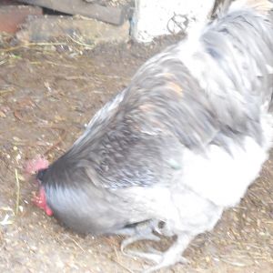 Obie my big blue Orpington boy getting some grain that I dropped