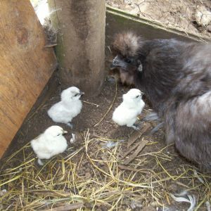 Silkie hen and her chicks