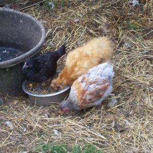 Silkie and banties