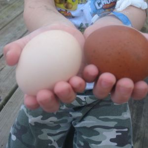 fbcm egg next to creamy brown colored egg... after about 1 month into her laying cycle