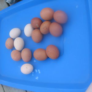 eggs from the coop