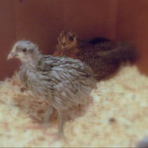 Laverne and Patty, 3 weeks old