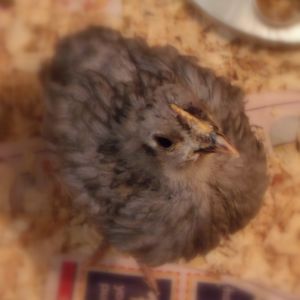 Laverne, 3 weeks old, hatched Feb. 3, 2013