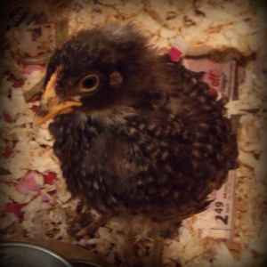 Maxine, 3 weeks old