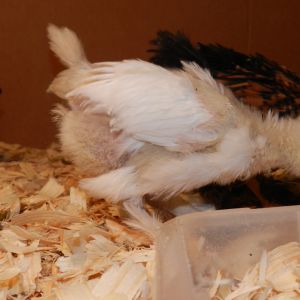 louise checking on food