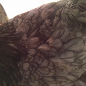 Blue Leaders coloring