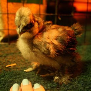 Splash 1 (a week older)