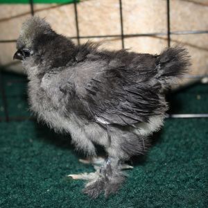 Splash 1 (a week older)