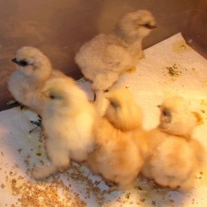 Silkies 226