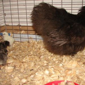 Silkies 217