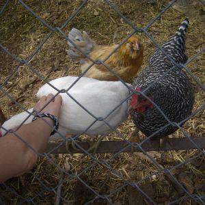 Kiko, Calypso,Tika