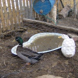 Temp pond, easy to clean in the winter.  Cashew and Isis