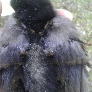 My frizzle chick at 2 weeks