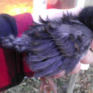 Frizzle again at 2 weeks