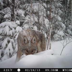 coyote behind my house