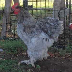 Blue. He is HUGE now!!!