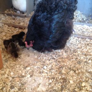 She didn't hatch them but she adopted and raised 10 babies.