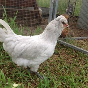 Our 4 month old Araucana