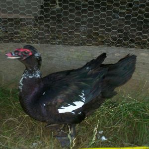 Joey, one of our handsome boys