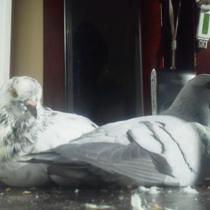 This is Scrappy and Angela, two unique pigeons. Angela is an ice pigeon, and Scrappy is a mix of homer and roller. They arent chickens, but they are friends.