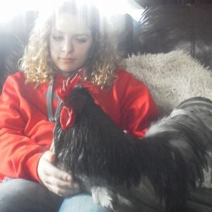 Here is Silver doing the 'dance' on Sams lap. He is an especially  loved member of the feathered family.