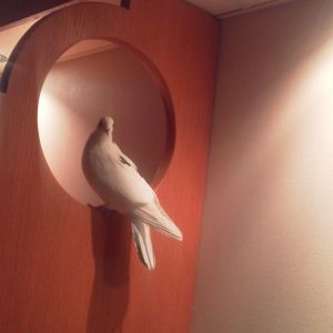 My newest buddy, SnowBall! Rescued from a gas station in Brockville, Ontario, Canada.