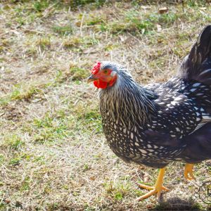 Ada at 4 months. She enjoys stalking Ponyo.