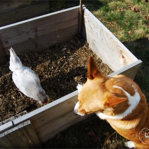 Marie figured out she can get into the raised beds. Good thing Mr. Bear is building a greenhouse around them!